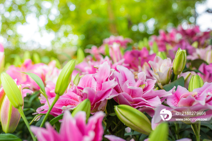 Lily flower bouquet in blossom garden