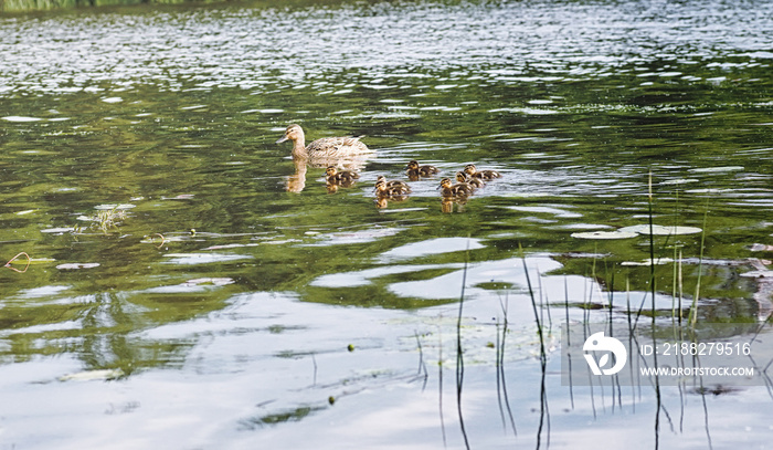 Birds on the pond. A flock of ducks and pigeons by the water. Mi