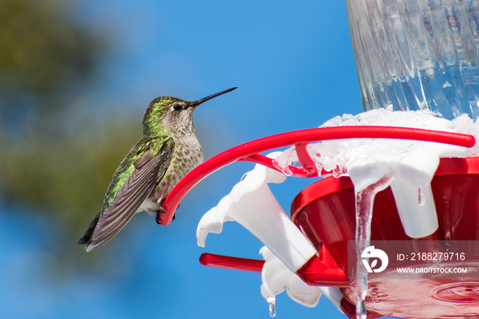 Cute Anna’s Hummingbird sitting on a garden feeder on an unusual cold winter day; part of the feeder is frozen and covered by ice; San Jose, south San Francisco bay area, California