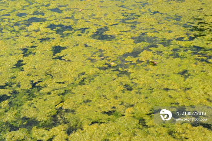 Closeup photograph of an algal bloom in a body of freshwater suffering from severe eutrophication