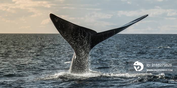 Sohutern right whale tail, endangered species, Patagonia,Argentina