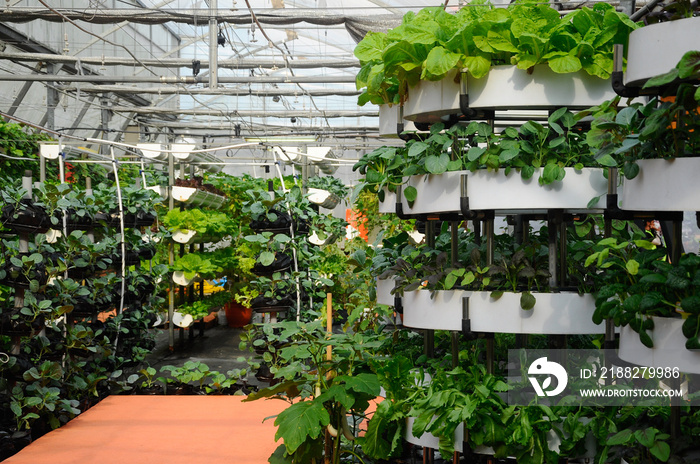 Vegetables are grown using fertigation system. Vegetables can be planted in a small space and arranged vertically. Using less soil and water mixed with fertilizer supplied by drip irrigation.