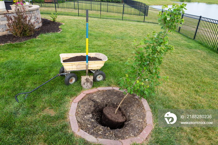 Transplanting a new young maple tree in a garden