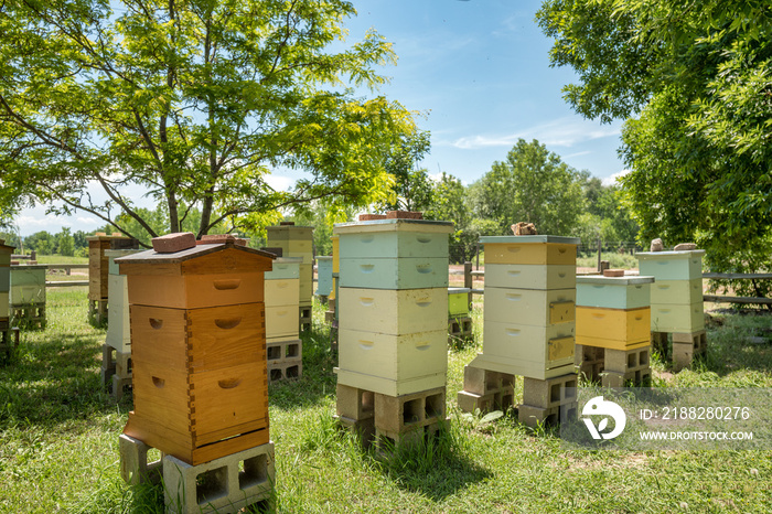 Bee Hives