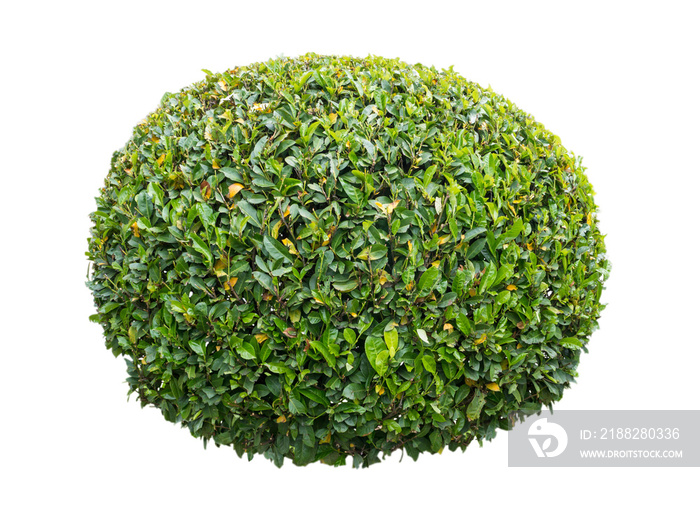 Pruned green laurel decorative shrub