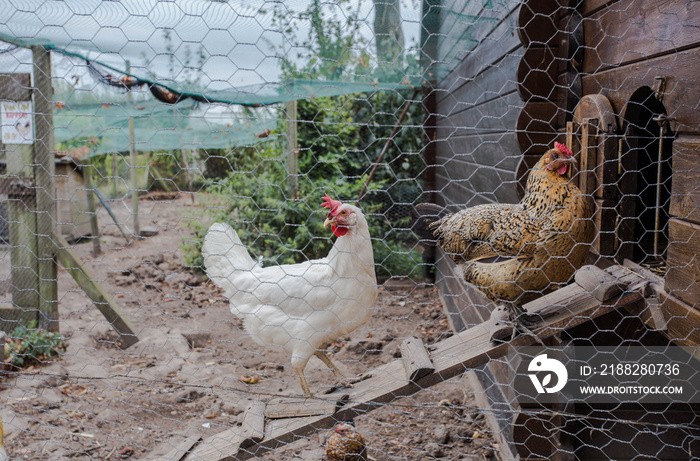 chicken coop in back yard in residential area, hen in a farm yard