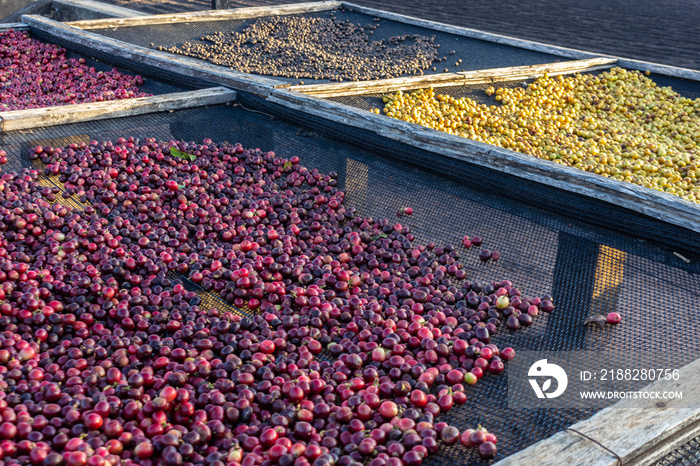 coffee drying yard, with several species of coffee beans, on a farm in the state of São Paulo, Brazil