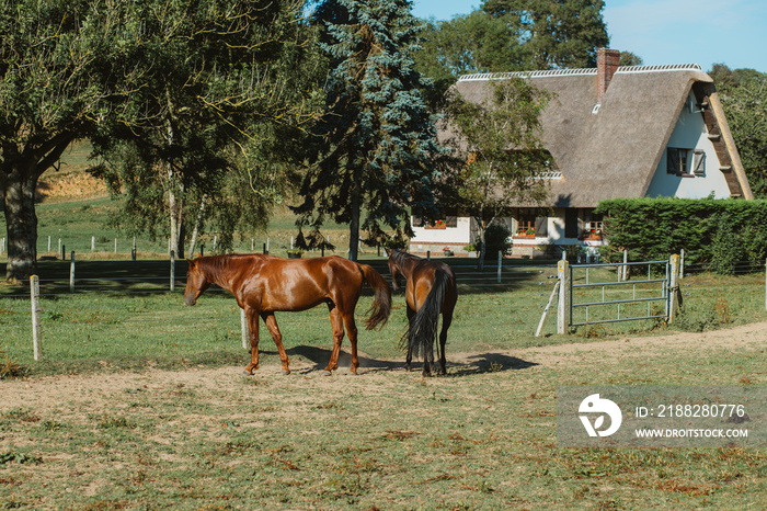 Country house with thatched roof and green garden in Normandy, France on a sunny day. Beautiful countryside landscape with horses walking on grass. French lifestyle and typical french architecture