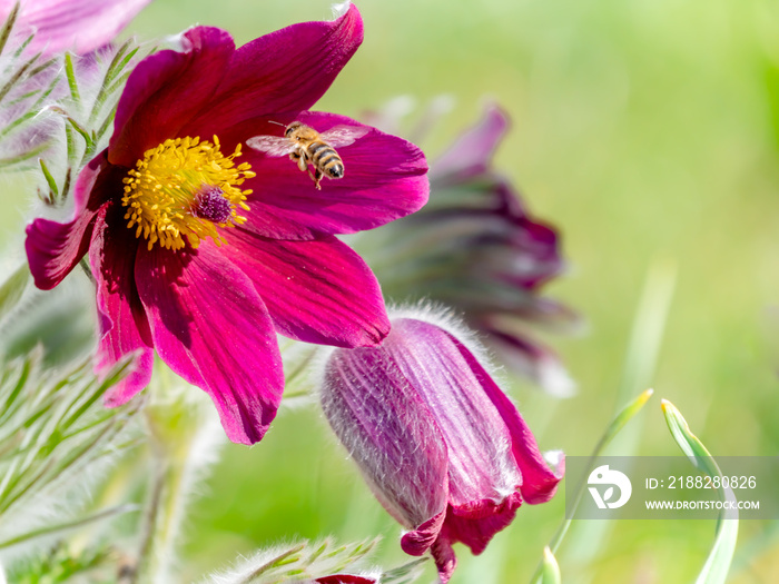 Kuhschellen Blüte mit Bienenflug