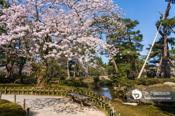 金沢の春　兼六園でお花見