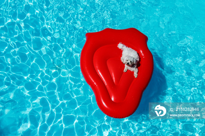 Little dog floating on a air mattress in a pool