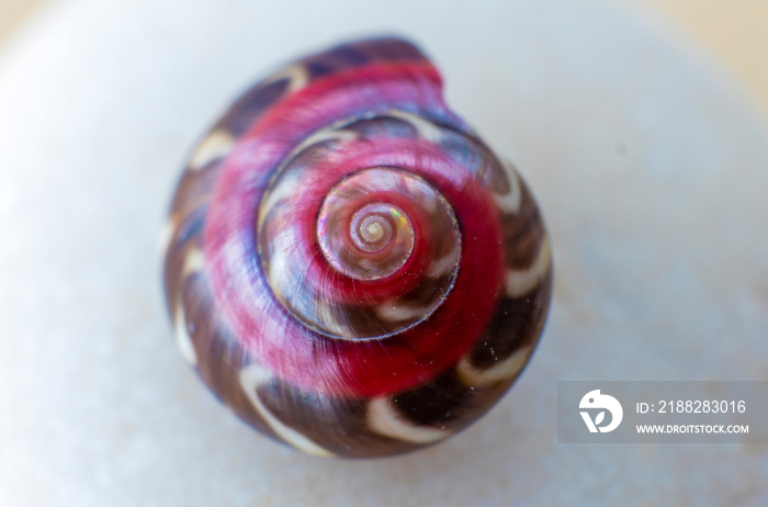 shell of sea snail containing red color. close-up. fibonacci golden ratio