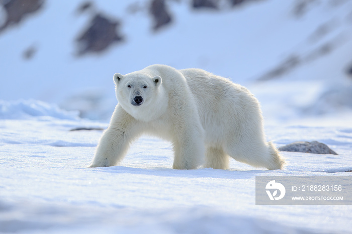 Polar Bear (Ursus maritimus) Spitsbergen North Ocean