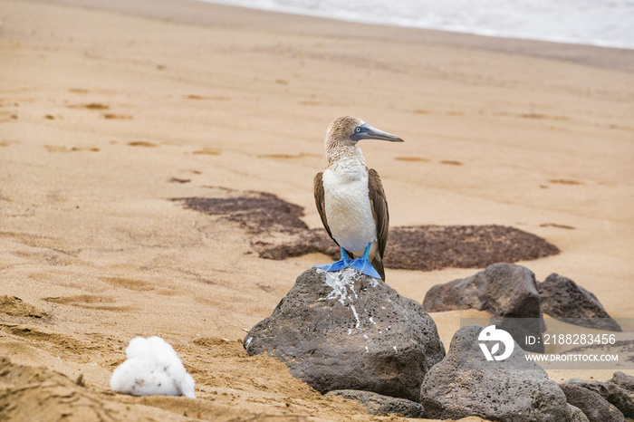 Galapagos animals: Blue-footed Booby and chick - Iconic and famous galapagos animals and wildlife. Blue footed boobies are native to the Galapagos Islands, Ecuador, South America.