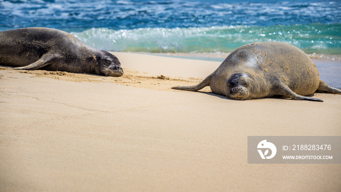 Two hawaiian monk seal resting on Mokulua island