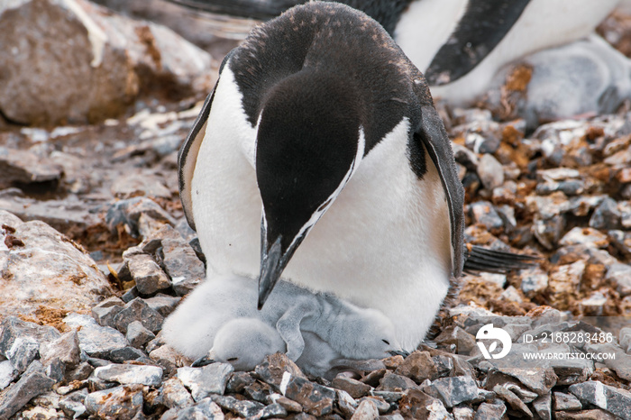 Gentoo penguin with egg and newly hatched chick, Antarctica