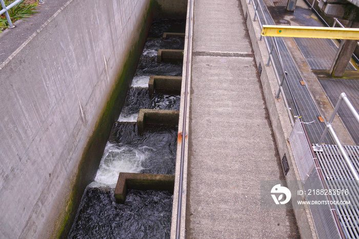 A fish ladder, also known as a fishway, fish pass or fish steps, view from Ballard Locks in Seattle.