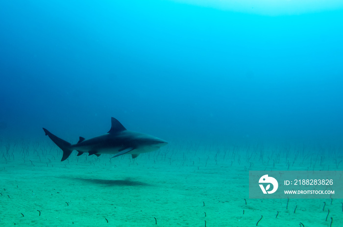 Bull Shark (Carcharhinus leucas). reefs of the Sea of Cortez, Pacific ocean. Cabo Pulmo, Baja California Sur, Mexico.