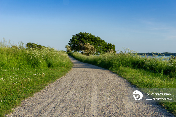 gravel road leading through tall grassy meadows with trees and ocean coastline in the background