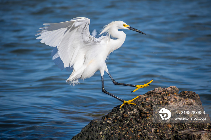 A Snowy White Egret in Rockport, Texas