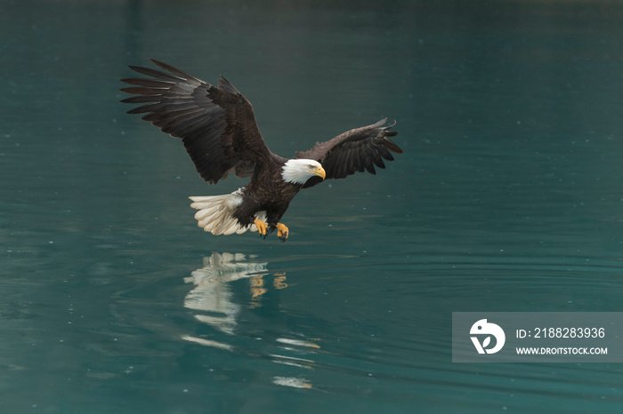 North America Bald Eagle in Kachemak Bay, Alaska