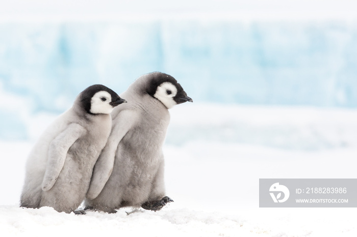 Emperor penguin colony, adults and chicks, Snow Hill, Antarctica