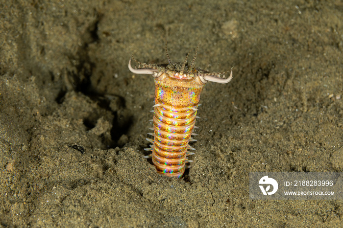 Bobbit(t) worm or sand striker) is an aquatic predatory polychaete worm dwelling at the ocean floor, Eunice aphroditois