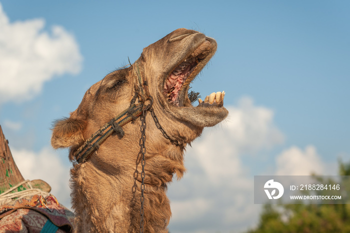 Portrait of a screaming dromedary in profile against the background of the sky