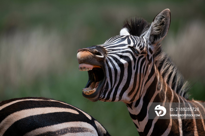 Closeup of a zebra braying, Rietvlei Nature Reserve, South Africa