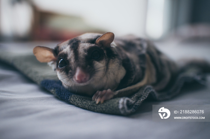 Sick and weak small Sugar Glider on bed.