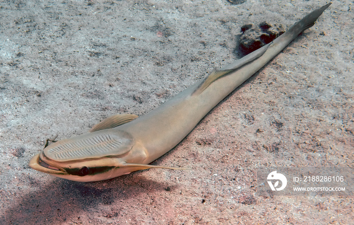 A Striped Remora (Echeneis naucrates) in the Red Sea