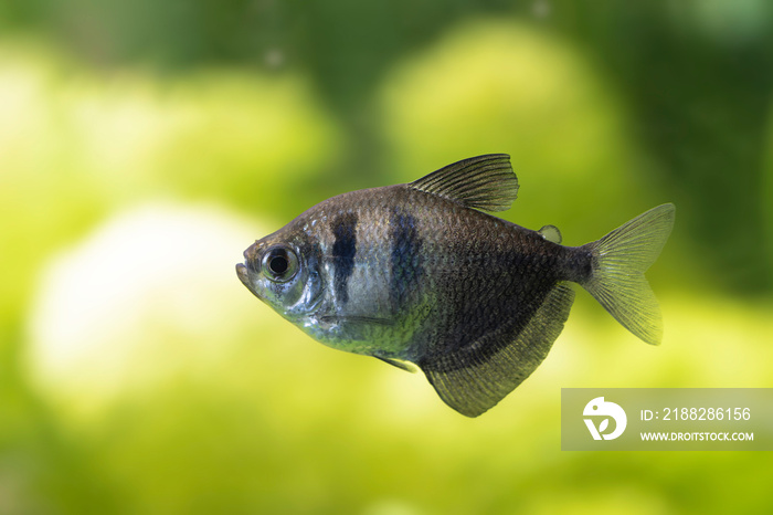 Freshwater fish Black widow tetra Gymnocorymbus ternetzi in close view