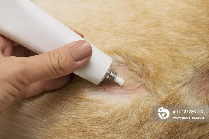 Hand close-up applies a special cream on the dog’s open purulent wound.