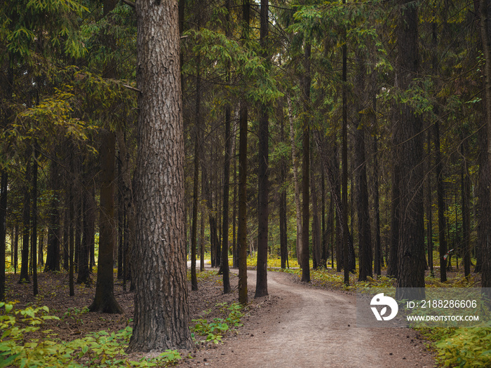 mysterious path in middle of wooden coniferous forrest, surrounded by green bushes leaves and ferns. Moscow region Russia