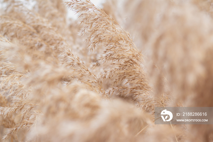 Close-up pampas grass (Cortaderia selloana), reed. Abstract natural background. Beautiful pattern in neutral colors. Selective focus.