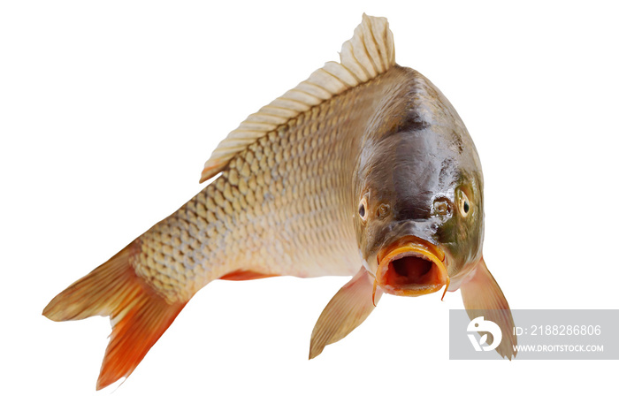 Carp with an open mouth in a jump. Surprised, shocked or amazed face front view. Isolated on white background.