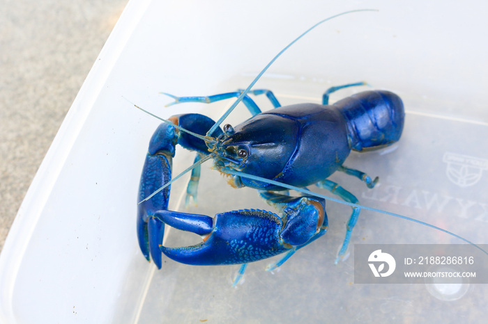 Shrimp yabbie crayfish (Cherax destructor)