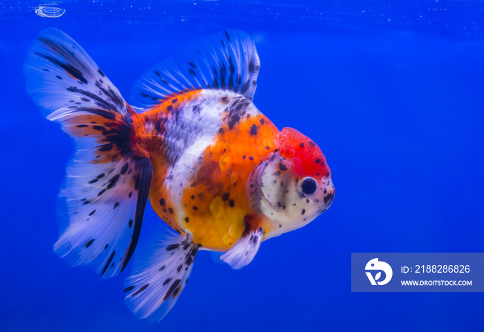 Lionhead goldfish or lionhead goldfish with black spot