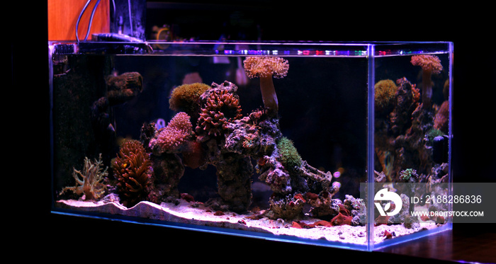 Saltwater Aquarium