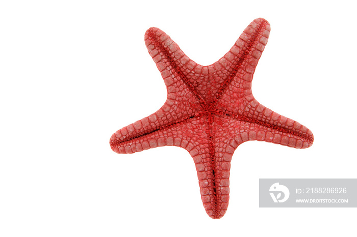 Red starfish backside  isolated on transparency photo png file