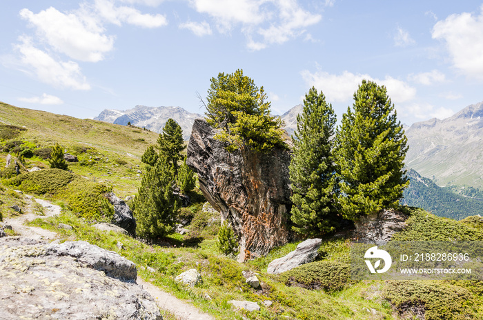 Silvaplana, Corvatsch, Wanderweg, Fichte, Arve, Furtschellas, Oberengadin, Alpen, Graubünden, Sommer, Schweiz