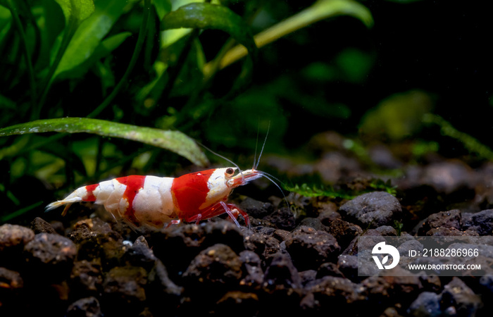 Pregnant red bee dwarf shrimp with egg in abdomen stay near green aquatic plant with dark background in freshwater aquarium tank.