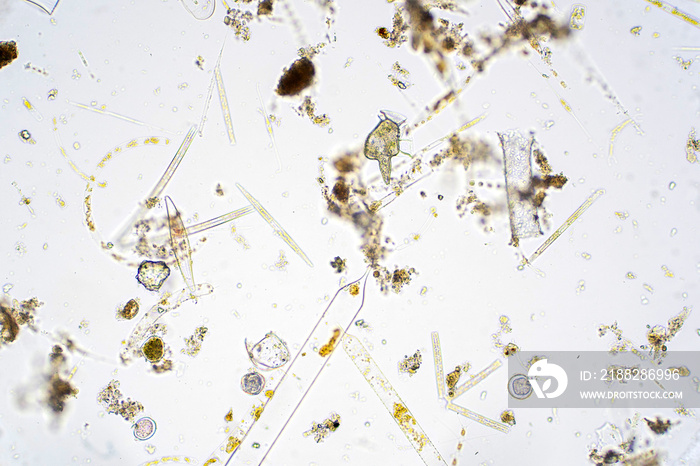 Marine aquatic plankton under microscope view.