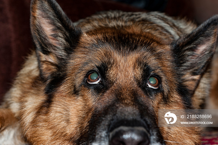 close-up of an old dog lying in the floor. The sad look with obvious cataract in both eyes