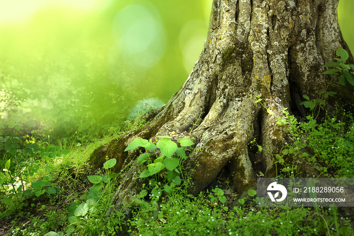 Big tree roots in a green forest