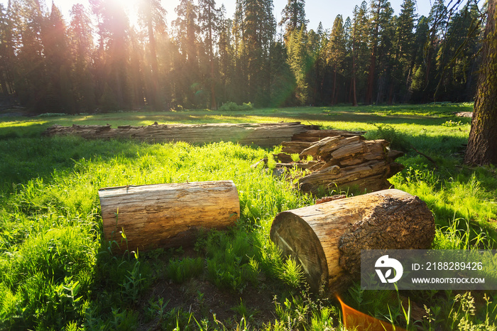 Dry stumps of pine tree on green meadow at sunset