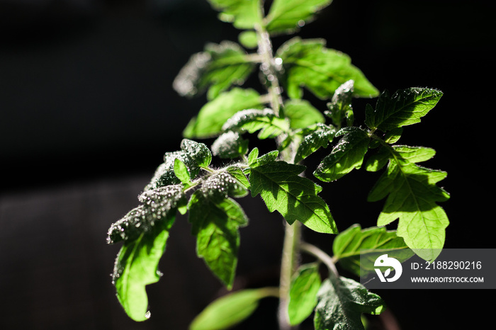Gesunde junge Tomatenpflanze mit Tau auf den Trieben und Blättern