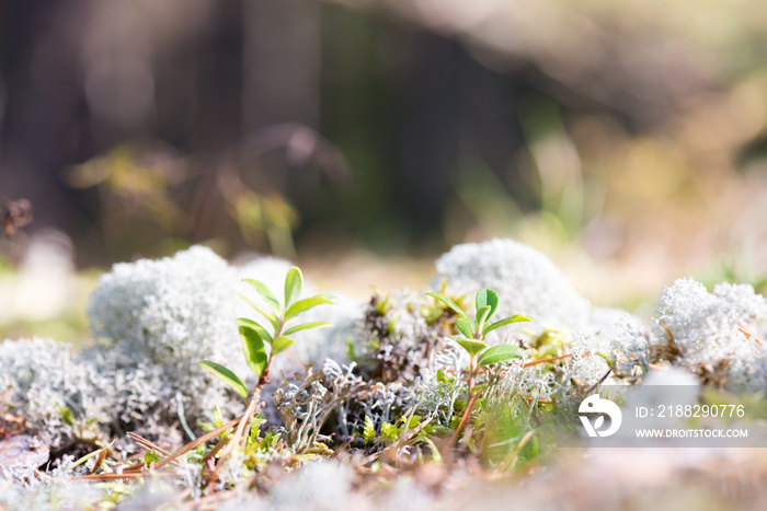 White reindeer moss photo