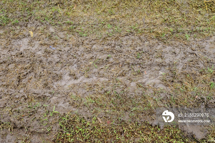 A mud puddle on a forest path