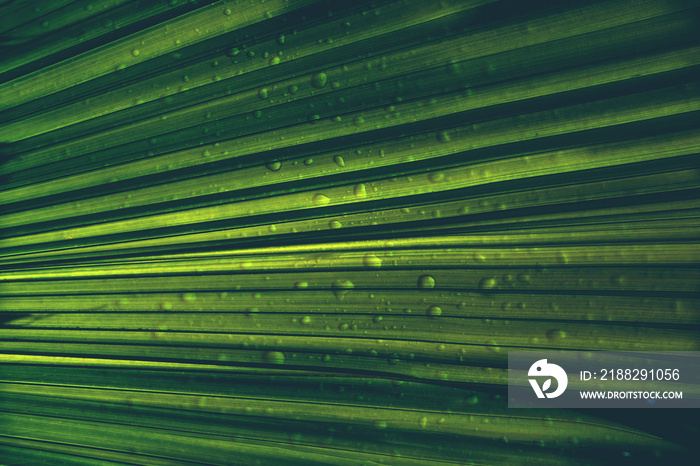 abstract green palm leaves nature with rain drop